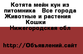 Котята мейн-кун из питомника - Все города Животные и растения » Кошки   . Нижегородская обл.